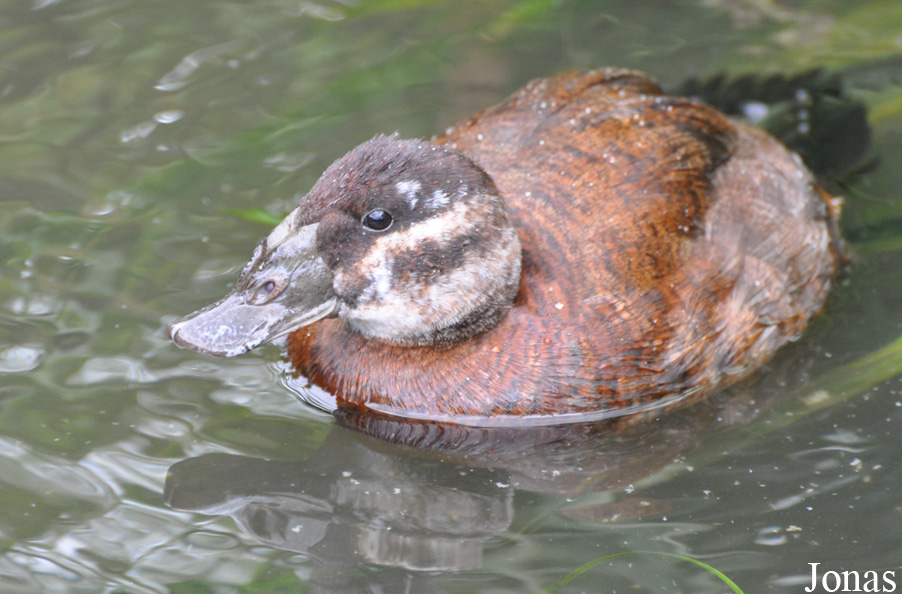 Oxyura leucocephala